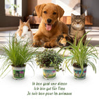 Green boutiQ - Kamerplant - Cyperus - Calissia - Chlorophytum - Mix van 3 - Huisdiervriendelijke Planten - Groen - 3 Planten - met Mand - Pot 12cm - Hoogte 20cm