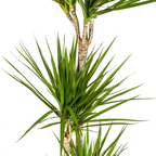 Dracaena Marginata Green met mand Ø24cm - ↕130 - 150cm