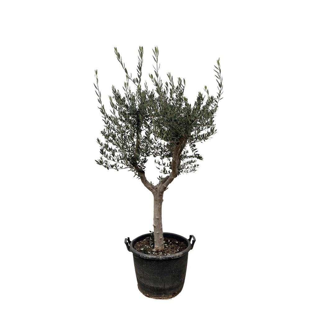 Olea Europaea Cultivo - 230cm- Ø45