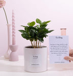 Coffea Arabica Gift "To Hug" WITH GREETING CARD! - Ø12cm - ↕20cm