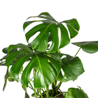 Monstera Deliciosa Tauerii met mand Ø21cm - ↕70 - 90cm