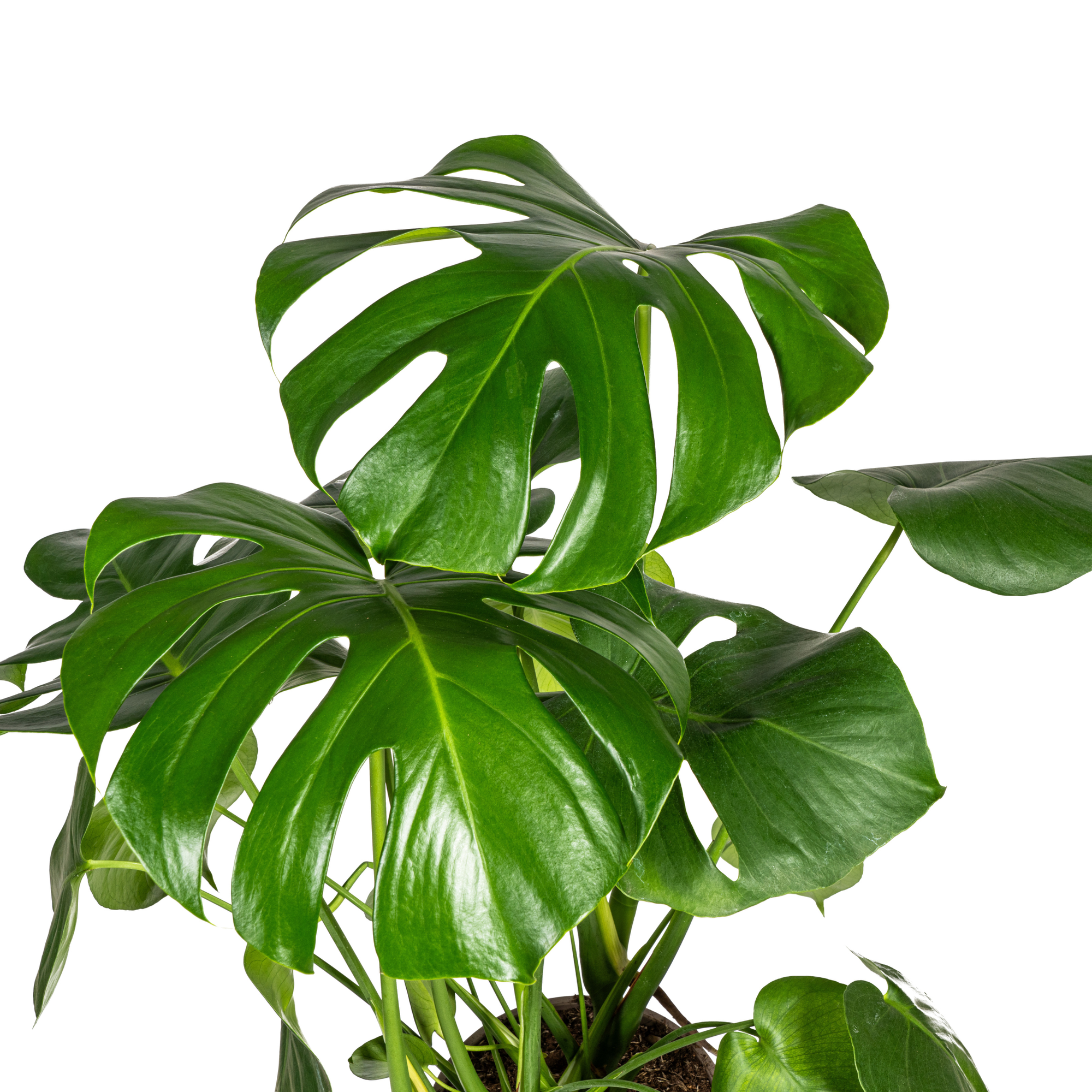 Monstera Deliciosa Tauerii met mand Ø21cm - ↕70 - 90cm