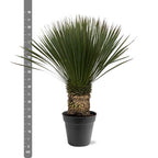 Yucca Rostrata - 80 - 100cm- Ø38