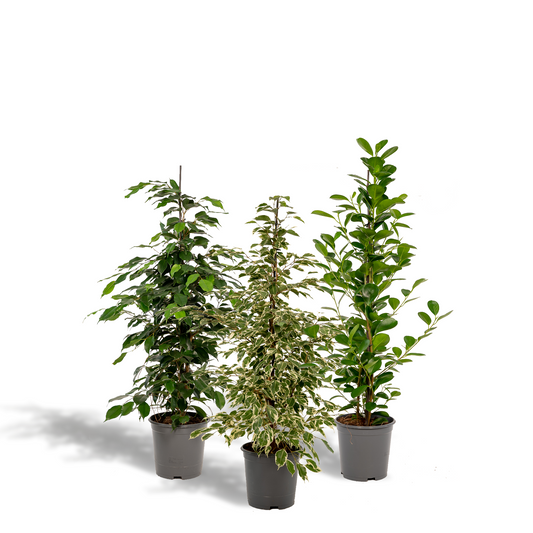 Ficus Benjamina Danielle – Ø21 cm – ↕95 cm + Ficus Benjamina Twilight – Ø21 cm – ↕95 cm + Ficus Microcarpa Moclame – Ø21 cm – ↕95 cm