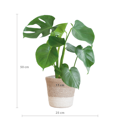 Monstera Deliciosa met Lissabon mand wit  - 50cm - Ø17