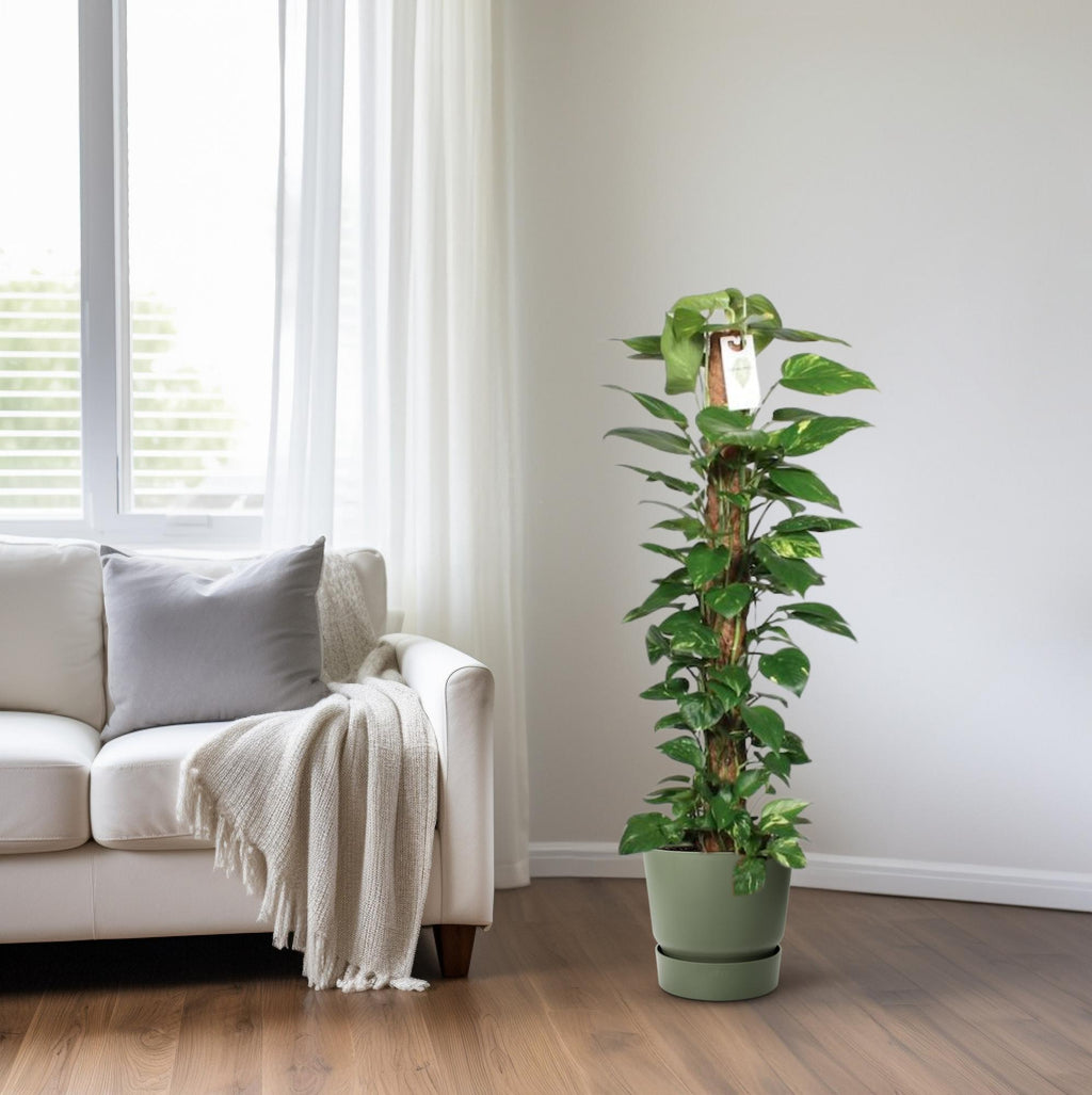 Epipremnum Pinnatum Mosstok 120cm Scindapsus - Ø24cm - ↕120cm