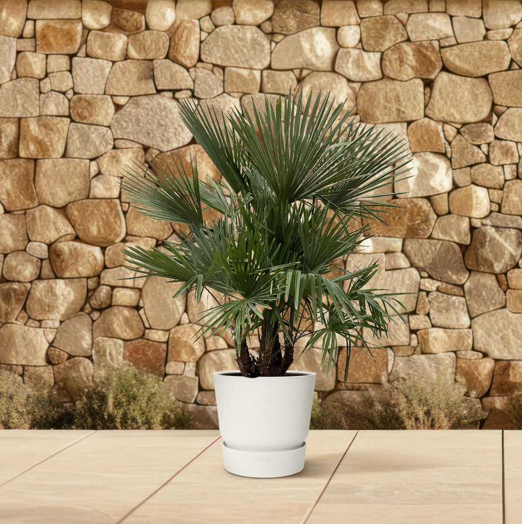 Trachycarpus mit mehreren Stämmen – 230 cm – Ø50