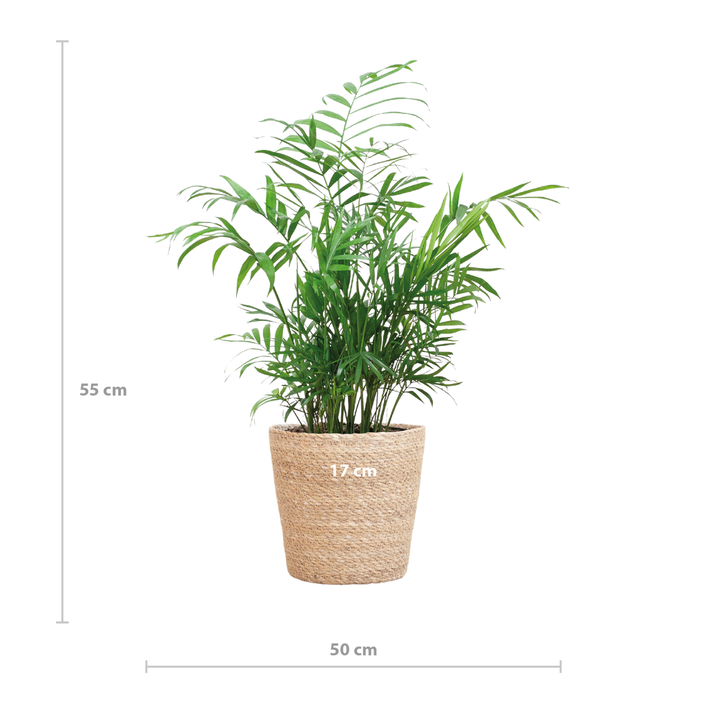 Chamadorea Elegans met Sofia mand naturel - 55cm - Ø17
