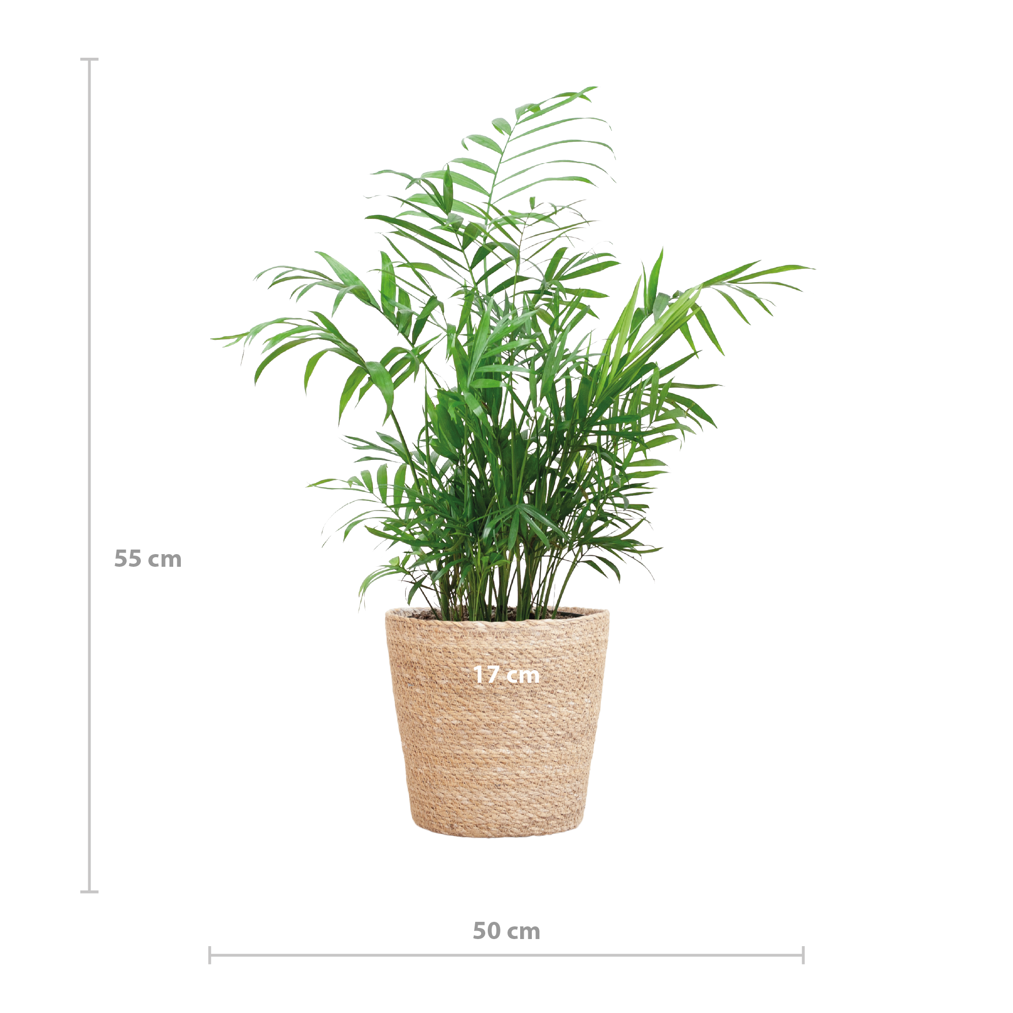 Chamadorea Elegans met Sofia mand naturel - 55cm - Ø17
