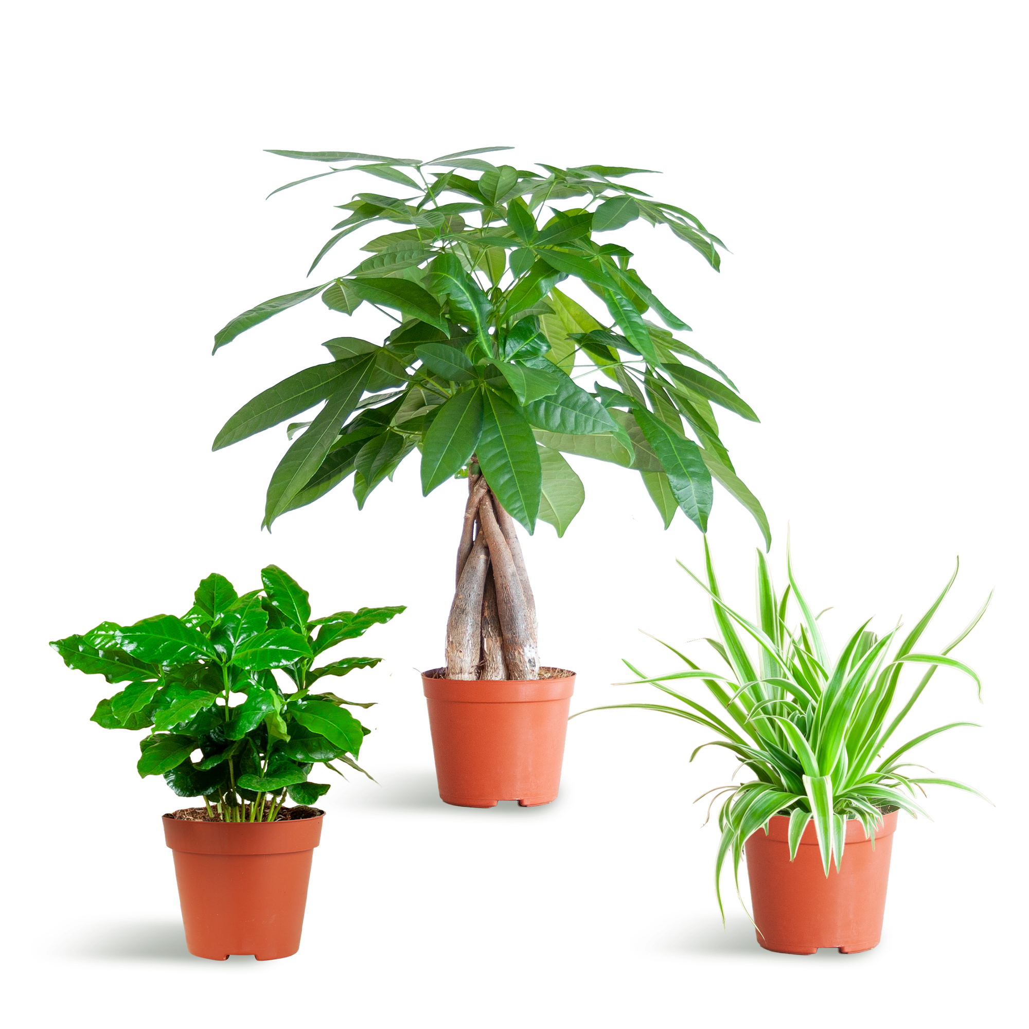 Diervriendelijke Plantenbox - klein - zonder sierpot - Ø12