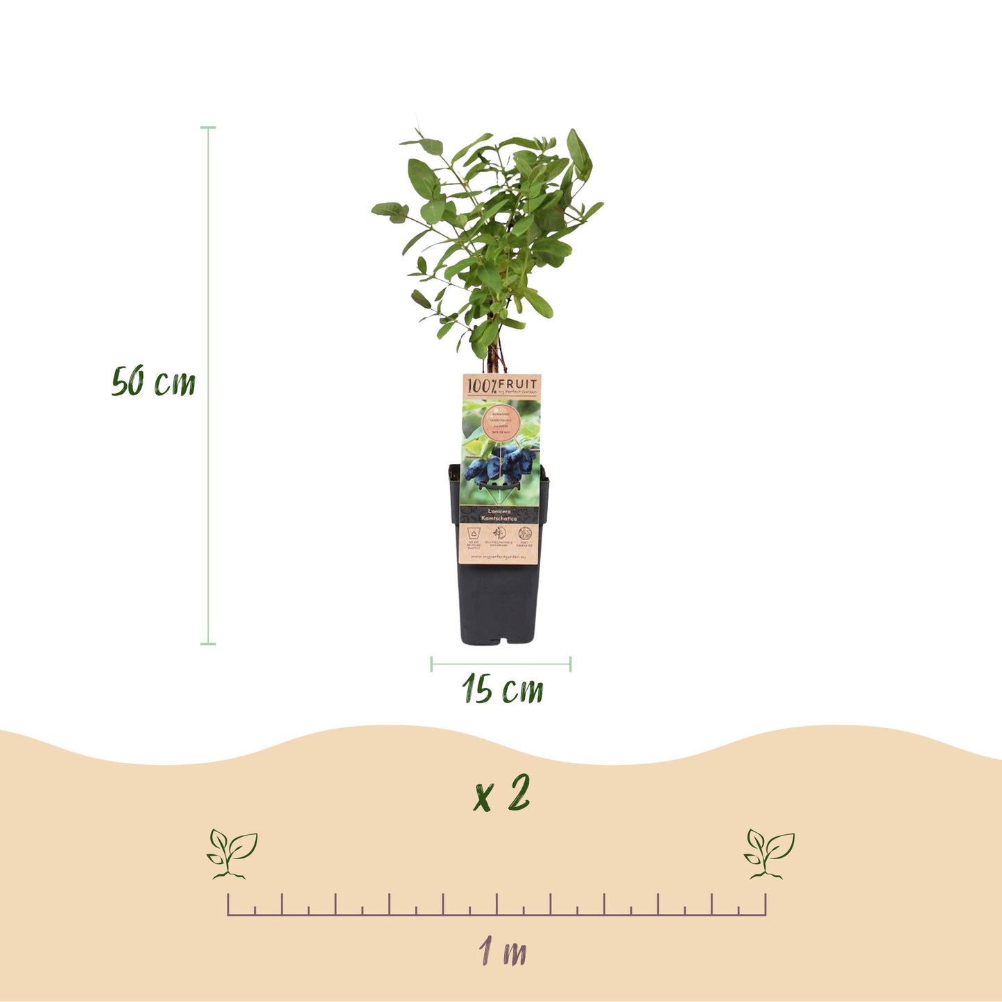 Green boutiQ - Obstpflanze - Honigbeere - Lonicera caerulea Kamchatika - Heidelbeere - 2 Pflanzen - Topf 15cm Höhe 50cm