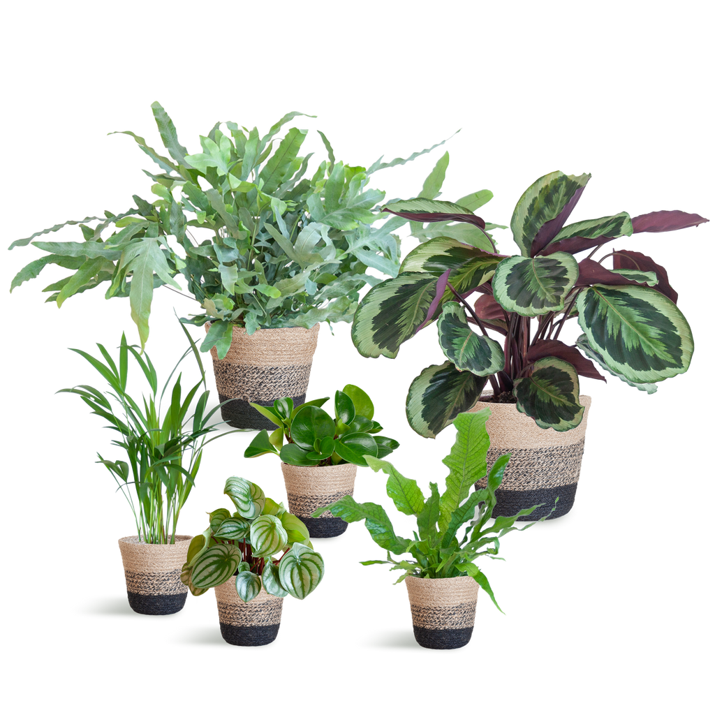 Diervriendelijke plantenset Large