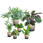 Diervriendelijke plantenset Large