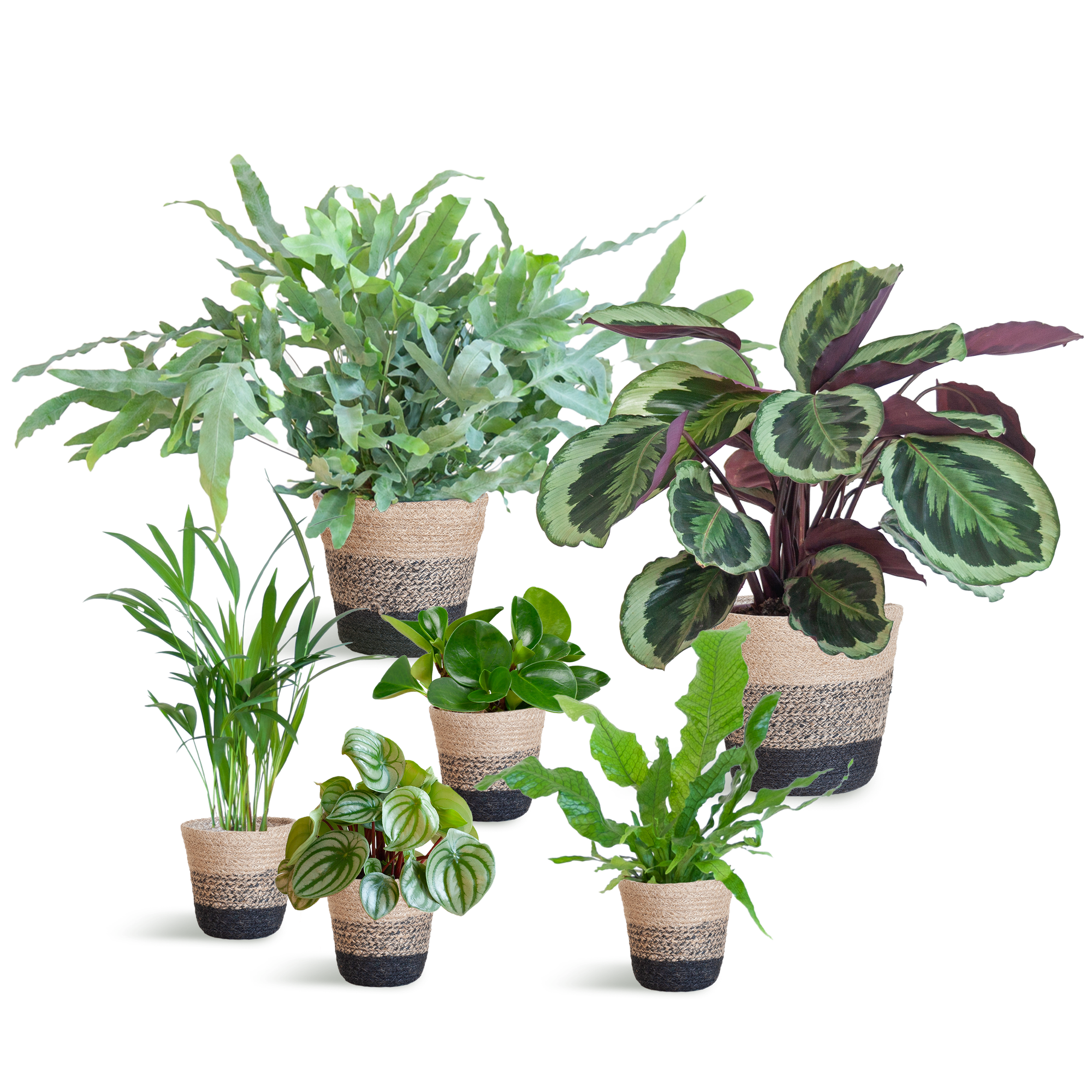 Diervriendelijke plantenset Large