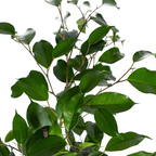 Ficus Benjamina Exotica Ø17cm - ↕60 - 80cm