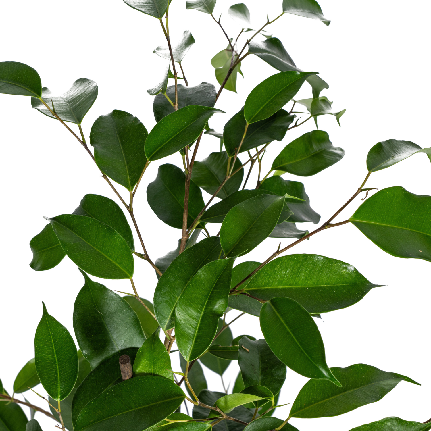 Ficus Benjamina Exotica Ø17cm - ↕60 - 80cm
