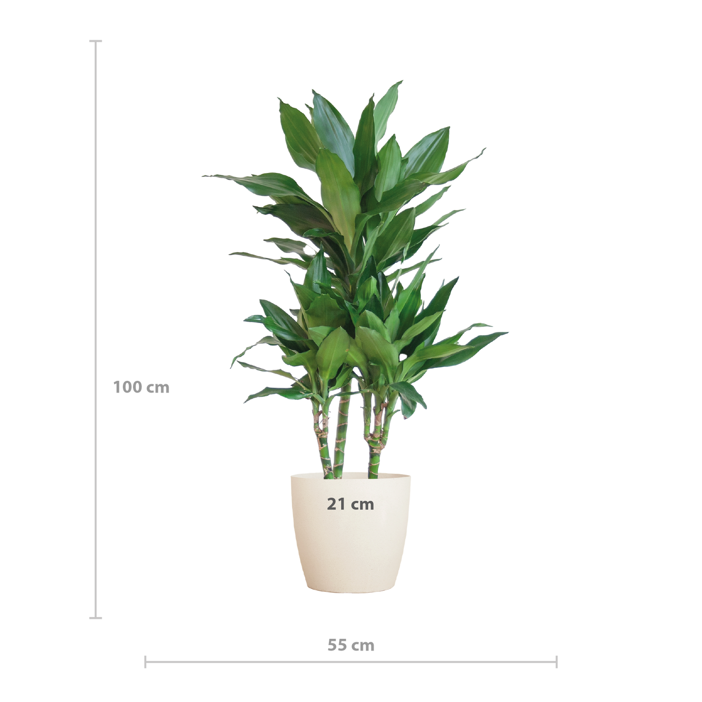 Dracaena  Janet Lindt met Viber wit - 95cm - Ø21