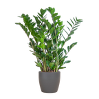 Zamioculcas Zamiifolia met Viber grijs - 80cm - Ø21
