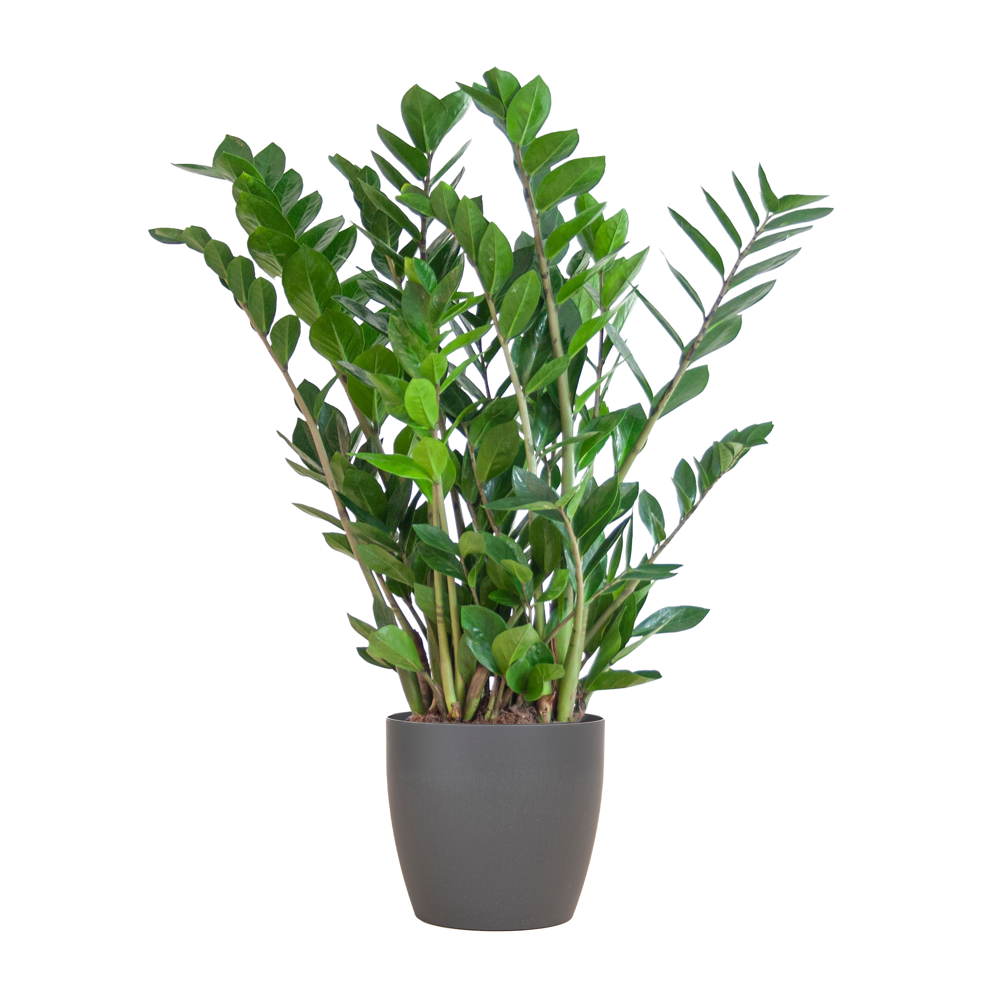 Zamioculcas Zamiifolia met Viber grijs - 80cm - Ø21