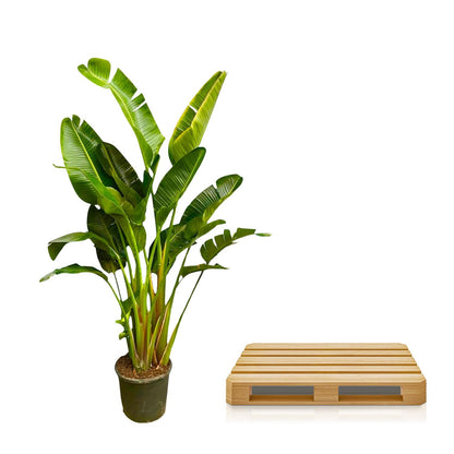 Strelitzia Augusta Mehrstamm XXL - 250 cm - ø30-40