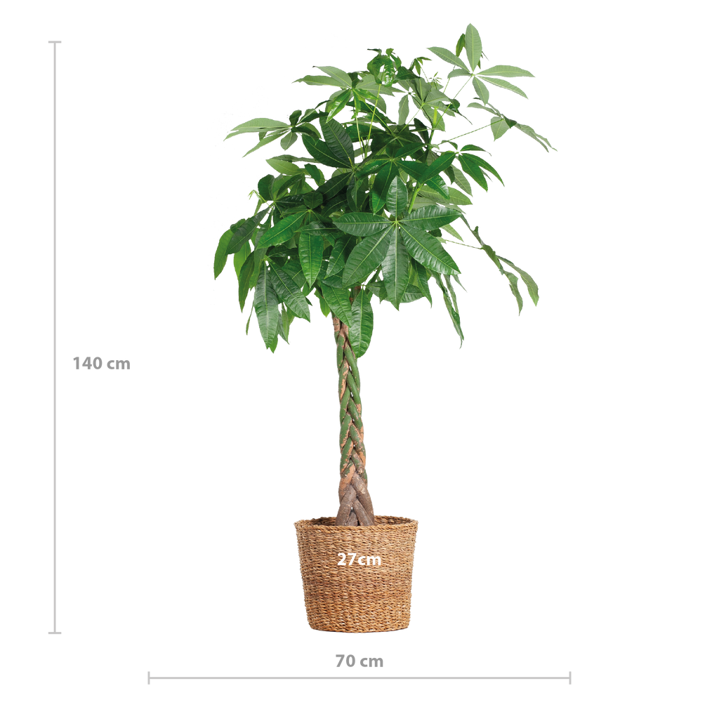 Pachira Aquatica XL met Torun mand - 140cm - Ø24
