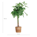Pachira Aquatica XL met Torun mand - 140cm - Ø24