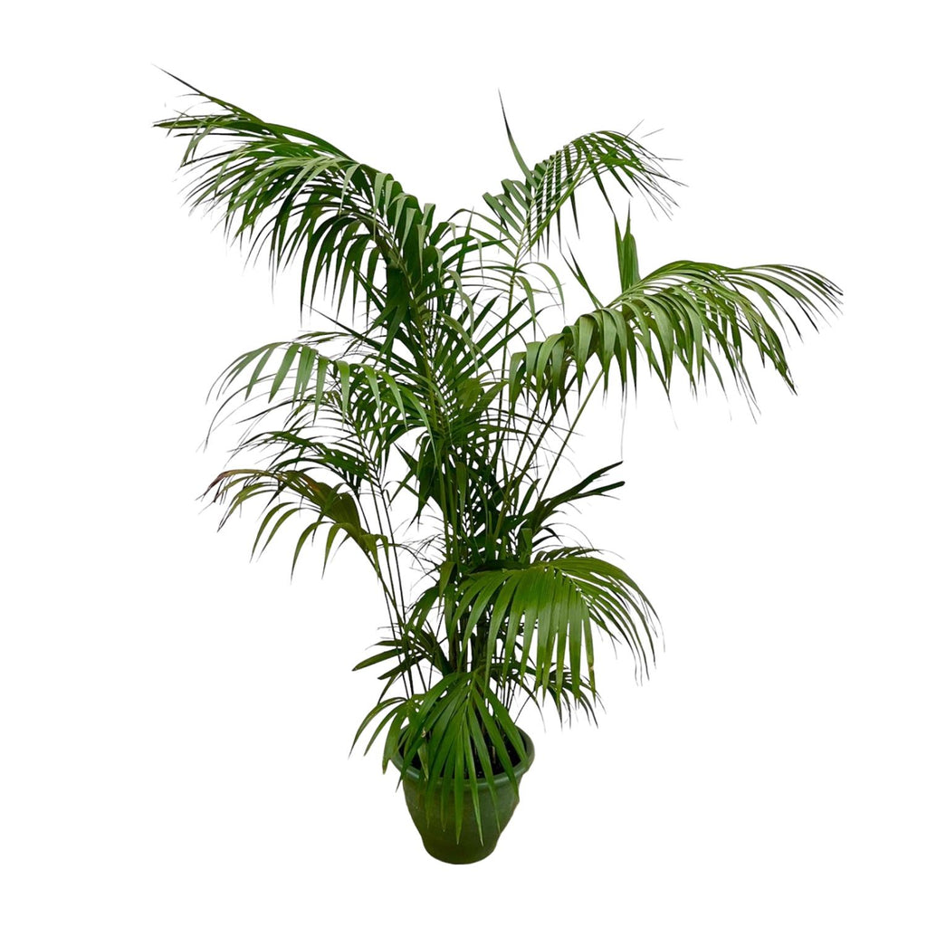 Kentia Palm XXL - 260cm - ø32-40cm