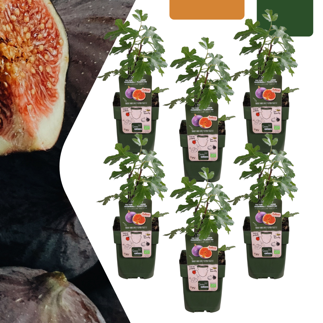 6 x Bio-Feigenbäume - Ø 13 cm - ↨ 20 cm