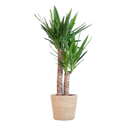 Yucca Elephantipes met Sofia mand naturel - 90cm - Ø21