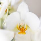 Orchidées Kolibri | Orchidée phalaenopsis blanche, pot de 9 cm de diamètre | Lausanne | Plante d'intérieur fleurie - fraîchement cueillie
