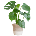 Monstera Deliciosa met Lissabon mand wit  - 50cm - Ø17