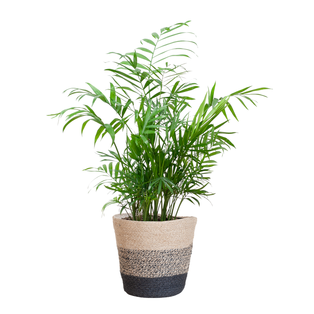 Chamadorea Elegans met Mand Lissabon zwart - 55cm - Ø17