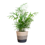 Chamadorea Elegans met Mand Lissabon zwart - 55cm - Ø17