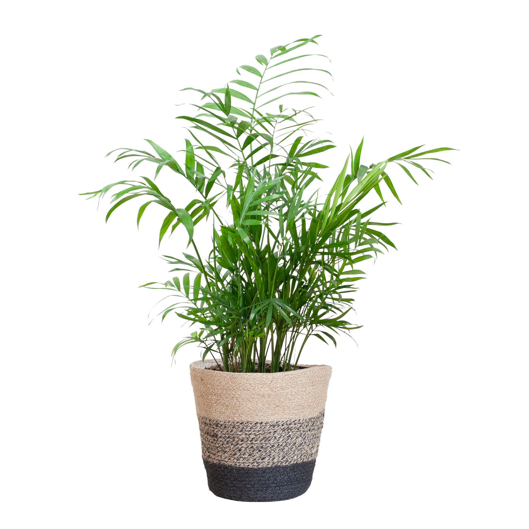 Chamadorea Elegans met Mand Lissabon zwart - 55cm - Ø17