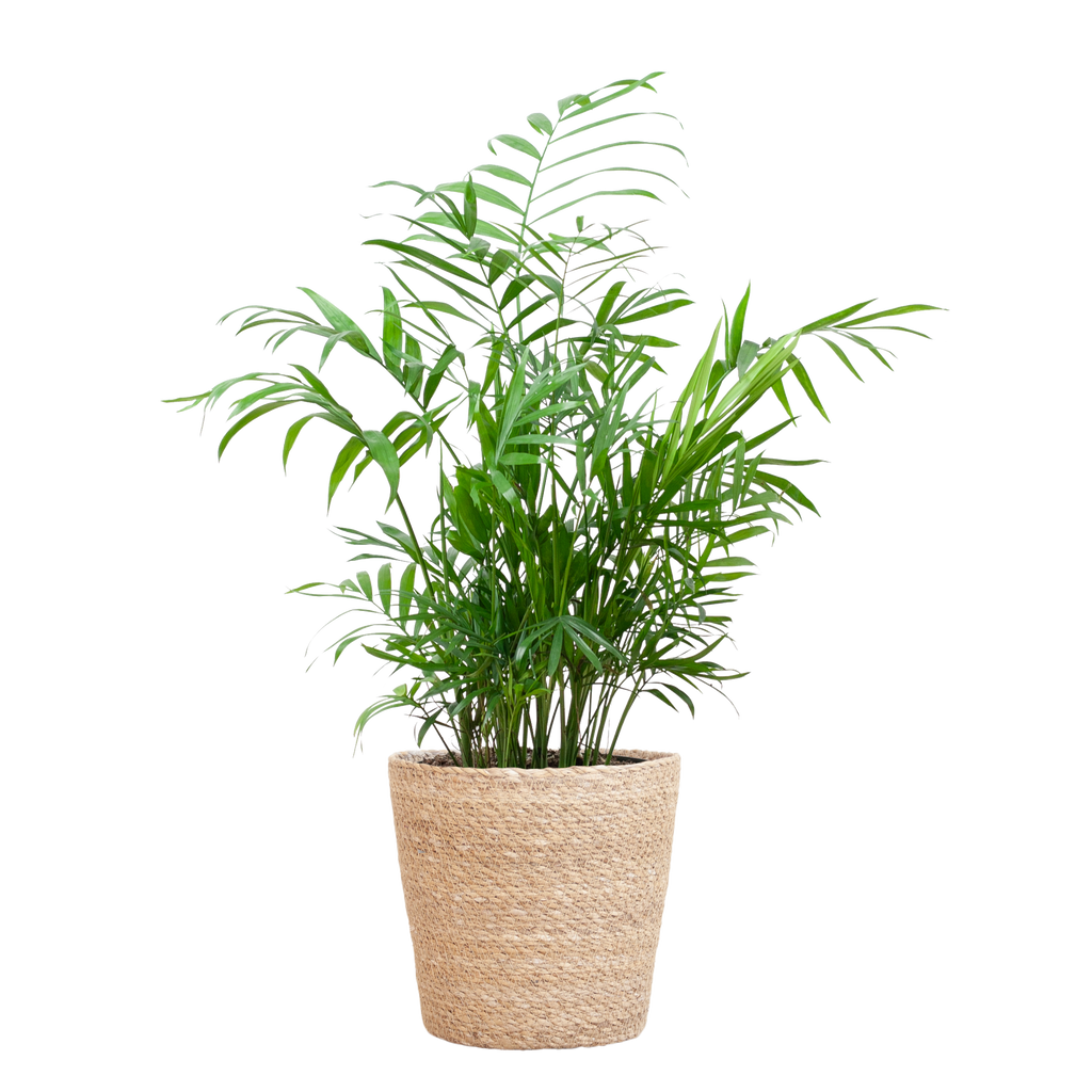 Chamadorea Elegans met Sofia mand naturel - 55cm - Ø17