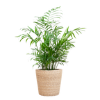Chamadorea Elegans met Sofia mand naturel - 55cm - Ø17