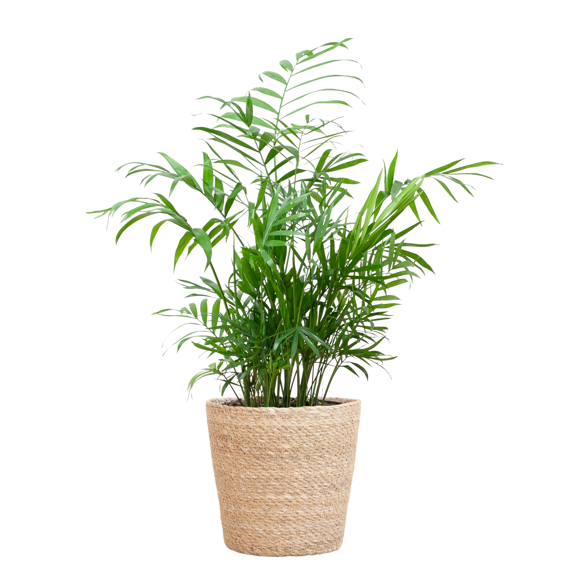 Chamadorea Elegans met Sofia mand naturel - 55cm - Ø17