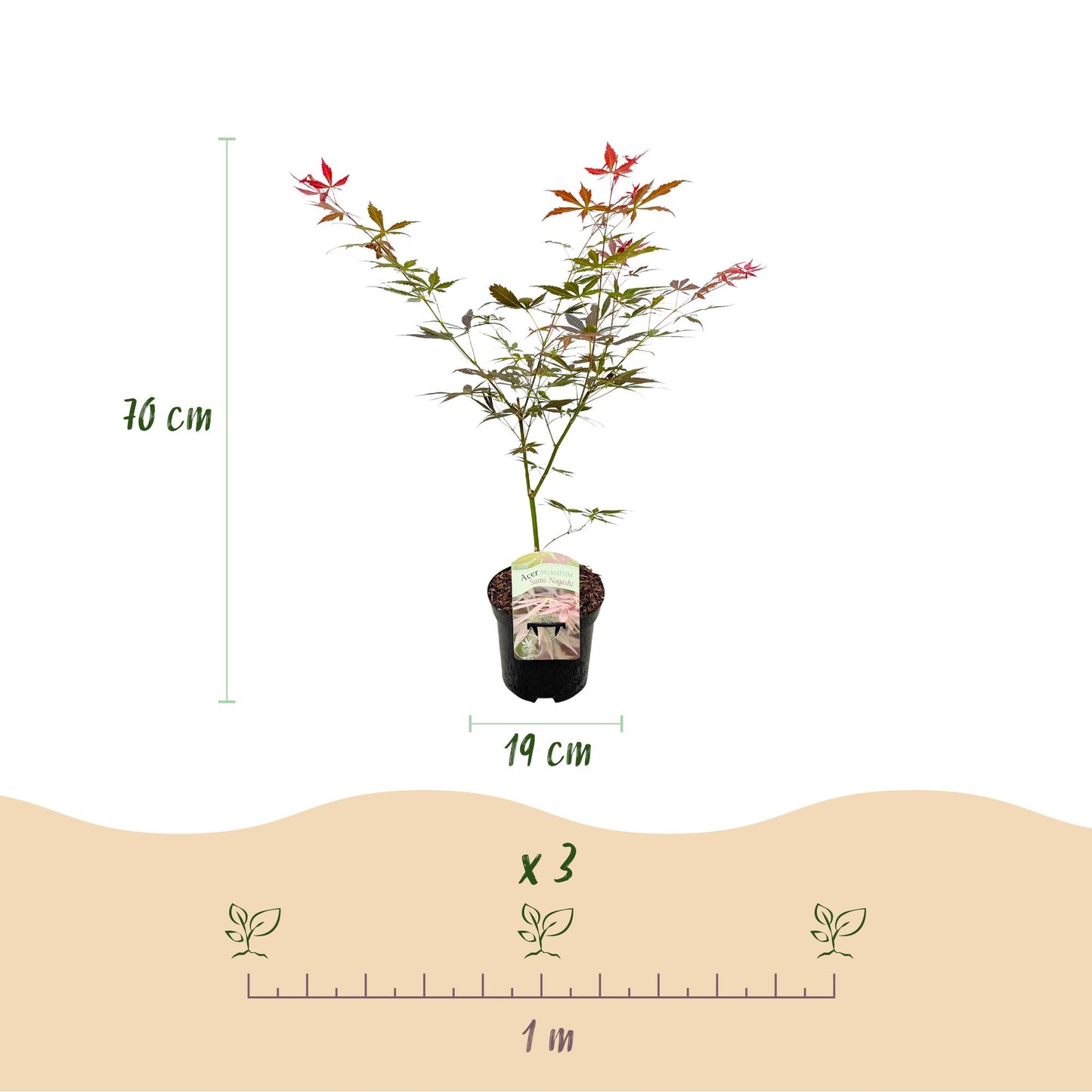 Green boutiQ – Terrassenpflanze – Japanischer Ahorn – Acer palmatum Sumi-nagashi – Rot – 2 Pflanzen – Laubabwerfend – Topf 19 cm, Höhe 70 cm