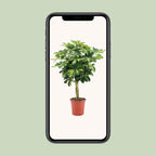 Schefflera Arboricola Gold Capella - Ø19cm - ↕75cm