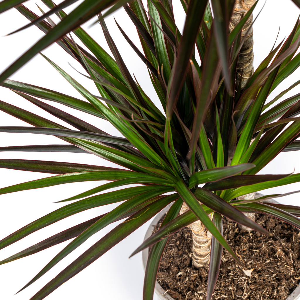 Dracaena Marginata Magenta met mand Ø24cm - ↕130 - 150cm