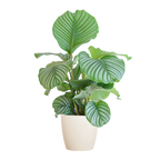 Calathea Orbifolia met Viber wit - 65cm - Ø21
