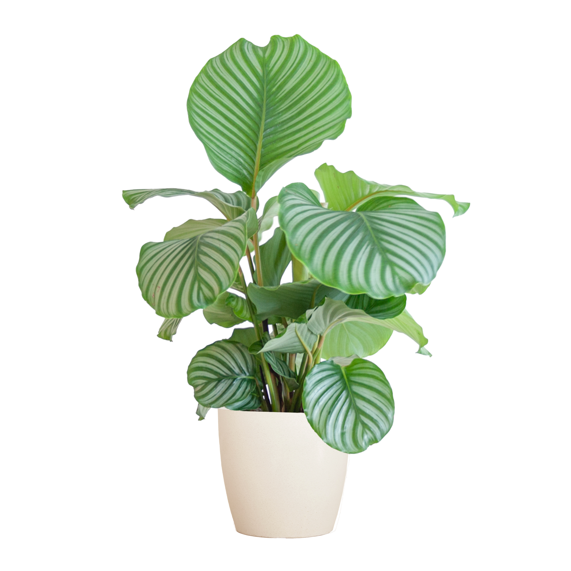 Calathea Orbifolia met Viber wit - 65cm - Ø21