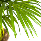 Dypsis Areca Lutescens met mand Ø21cm - ↕100 - 120cm