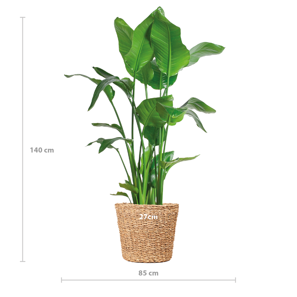 Strelitzia Nicolai XL met Torun mand - 140cm - Ø27