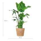 Strelitzia Nicolai XL met Torun mand - 140cm - Ø27