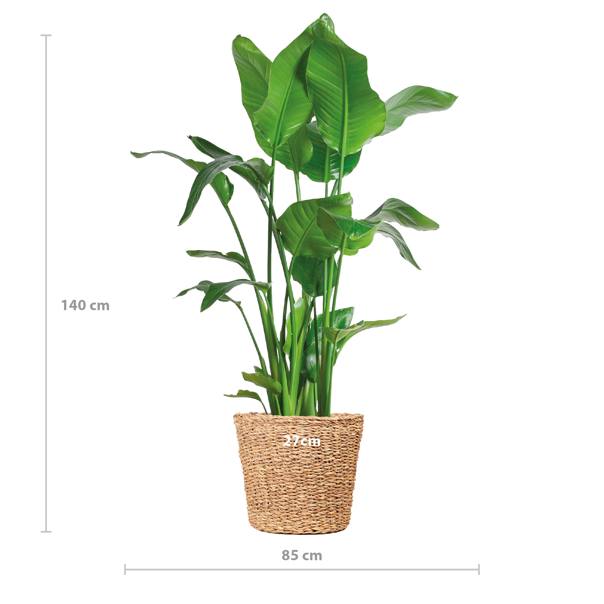 Strelitzia Nicolai XL met Torun mand - 140cm - Ø27