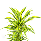 Dracaena Deremensis Lemon Lime met mand Ø24cm - ↕130 - 150cm