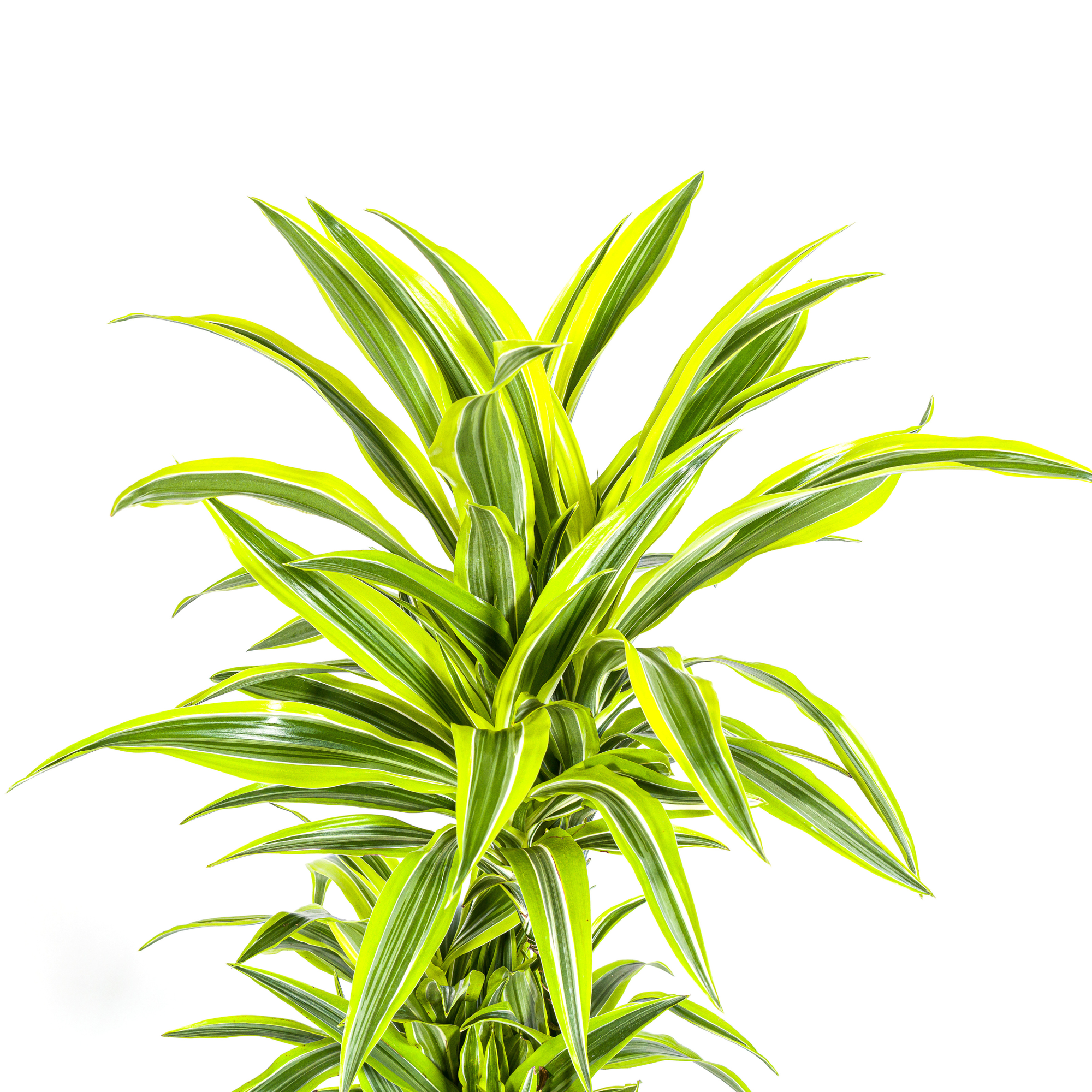Dracaena Deremensis Lemon Lime met mand Ø24cm - ↕130 - 150cm