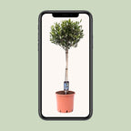 Olea Olijf - Ø22cm - ↕100cm