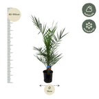 Phoenix Canariensis - 80 cm - Ø14cm